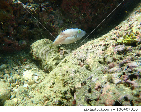 Albino Kitamakura Albino Kitamakura 100407310