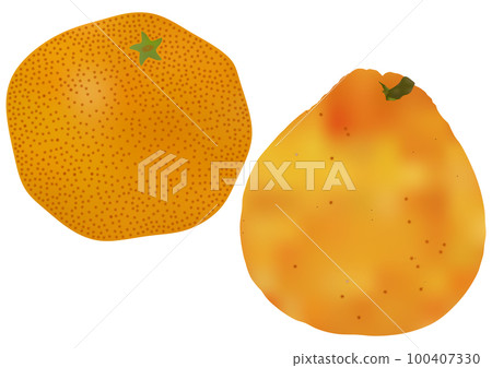 “Dekopon”和“Mikan” 100407330