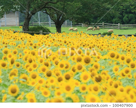 仲夏高千穂牧場的向日葵和綿羊 仲夏高千穂牧場的向日葵和綿羊 100407900