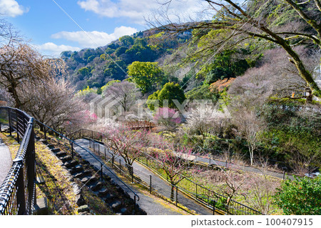 靜岡縣熱海市熱海梅園 100407915