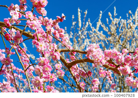 靜岡縣熱海市熱海梅園 100407928