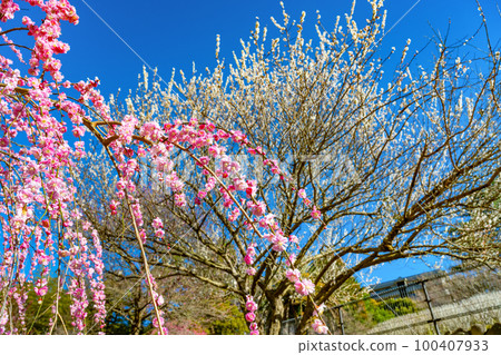靜岡縣熱海市熱海梅園 100407933