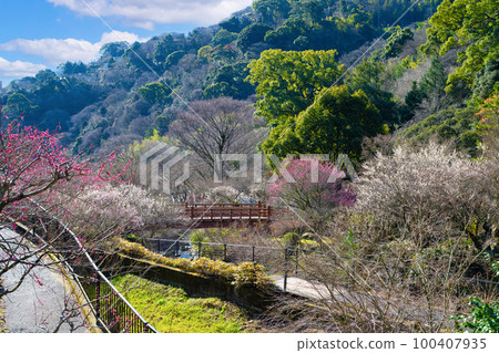 靜岡縣熱海市熱海梅園 100407935