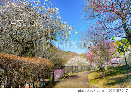 靜岡縣熱海市熱海梅園 靜岡縣熱海市熱海梅園 100407947