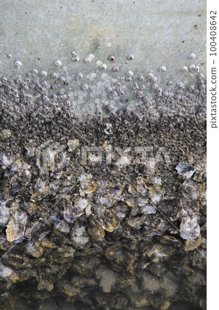 牡蠣和藤壺/兩個物種生長在覆蓋面向大海的混凝土牆上的殖民地 牡蠣和藤壺/兩個物種生長在覆蓋面向大海的混凝土牆上的殖民地 100408642