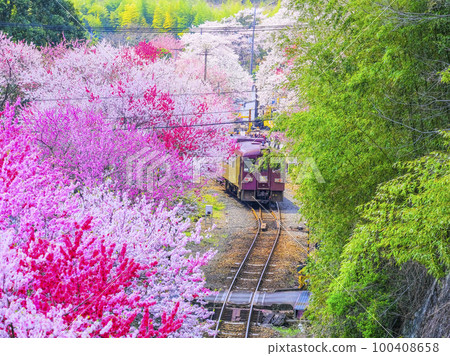 花藻和渡良瀨谷鐵路 2 花藻和渡良瀨谷鐵路 2 100408658