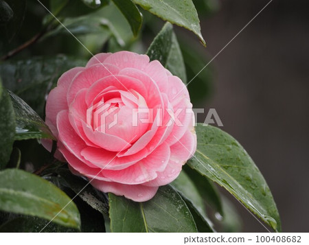 Pink Flower Otome Camellia ② Pink Flower Otome Camellia ② 100408682