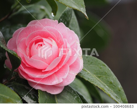 Pink Flower Otome Camellia ③ Pink Flower Otome Camellia ③ 100408683