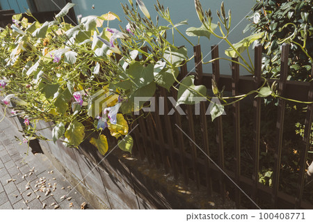 fence, bloom, blossom 100408771