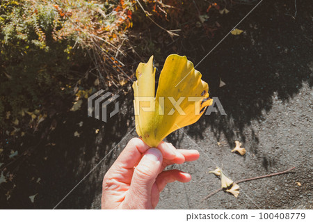 ginkgo, ginko tree, fall 100408779