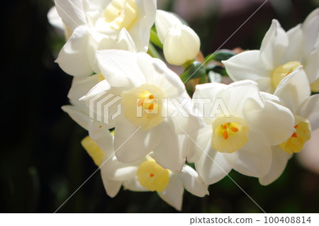黃水仙的花的特寫鏡頭 100408814