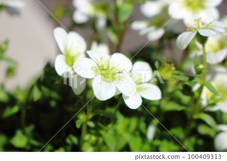 Flower of Arenalia · Montana 100409313