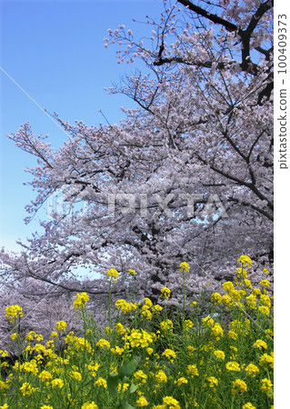 The cherry blossoms are in full bloom, the rape blossoms are in full bloom, and spring blooms under the blue sky. The Sumida River is crowded with cherry-blossom viewers 100409373