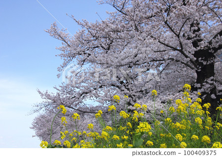 Cherry blossoms and rape blossoms, spring came at once. The banks and river of the Sumida River are in full bloom with cherry-blossom viewers. 100409375