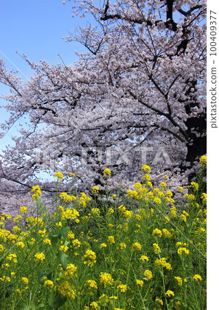 The cherry blossoms are in full bloom, and the yellow rapeseed flowers at the base are accompanied by the wind. The cherry blossoms are in full bloom, and the yellow rapeseed flowers at the base are accompanied by the wind. 100409377