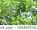 Kaffir lime fruit on tree  100409538