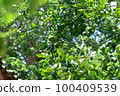 kaffir lime fruit on tree. Herb garden 100409539