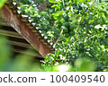kaffir lime fruit on tree. Herb garden 100409540