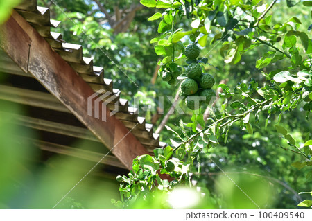 kaffir lime fruit on tree. Herb garden 100409540