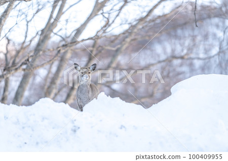 deer pops up deer pops up 100409955