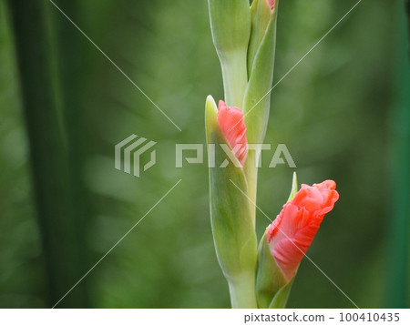 唐菖蒲橙① 唐菖蒲橙① 100410435