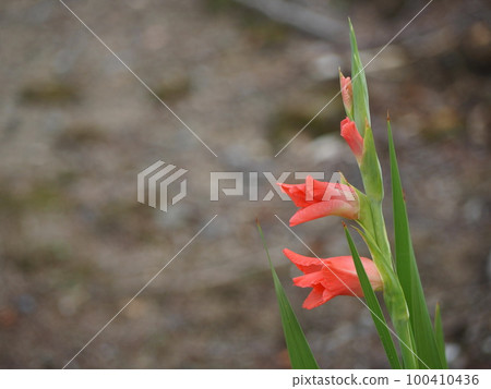 唐菖蒲橙② 唐菖蒲橙② 100410436