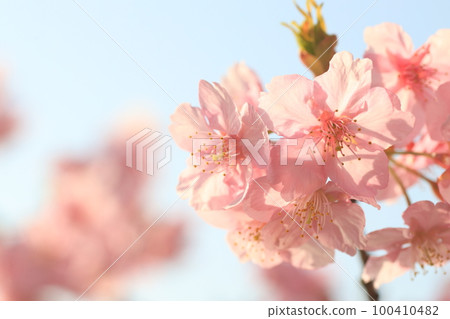 河津櫻4359 100410482