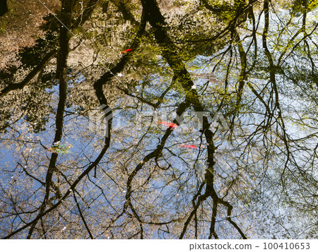 Scenery of a pond reflecting cherry blossoms Scenery of a pond reflecting cherry blossoms 100410653