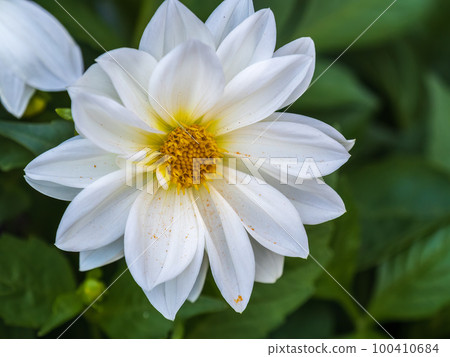 White flowers dahlia pinnata collar mignon blooming in the garden. 100410684