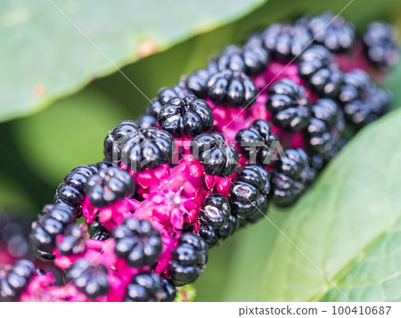 Close-up of phytolacca acinosa purple black berries also known as pokeweeds, pokebush, pokeberry, pokeroot or poke sallet. 100410687