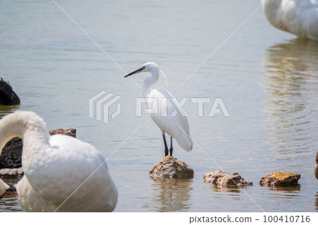 The small white heron or Little egret stands in the lake 100410716