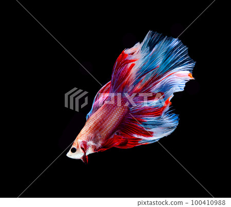 Betta fish, siamese fighting fish, betta splendens isolated on black background Betta fish, siamese fighting fish, betta splendens isolated on black background 100410988