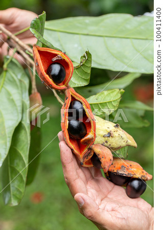 Sterculia monosperma, Chinese chestnut 100411400