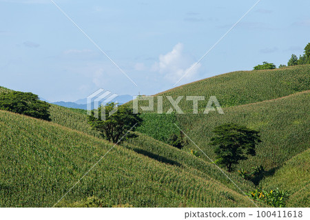 Corn farm on hill with blue sky and sunset background Corn farm on hill with blue sky and sunset background 100411618