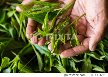 Young woman hand holding green tea leaf Young woman hand holding green tea leaf 100411693