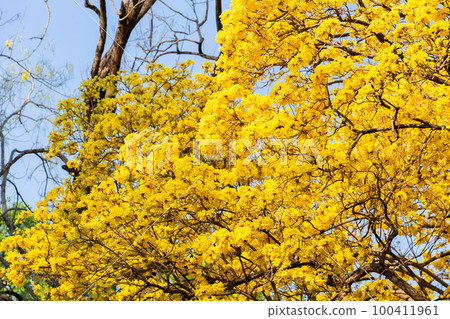 yellow flowers bloom yellow flowers bloom 100411961