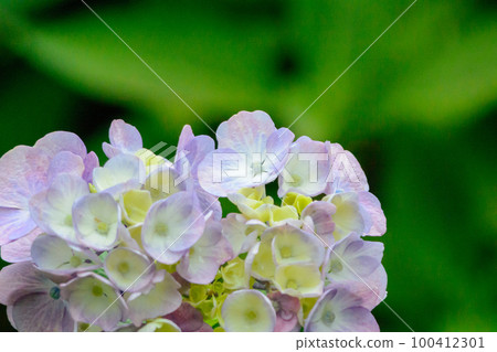 Pale purple hydrangea flower 100412301