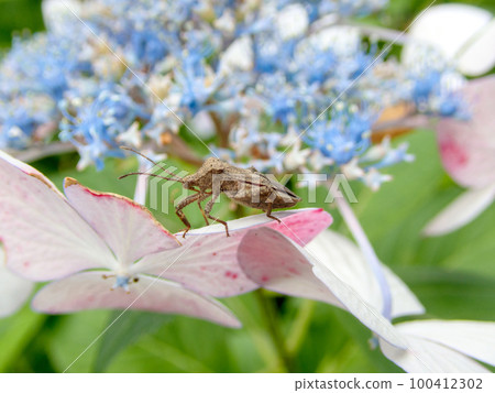 stink bug on hydrangea 100412302
