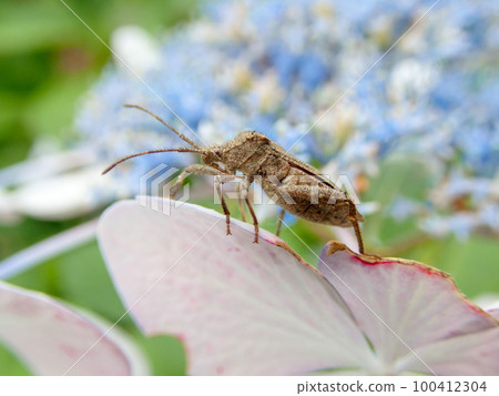 stink bug on hydrangea 100412304
