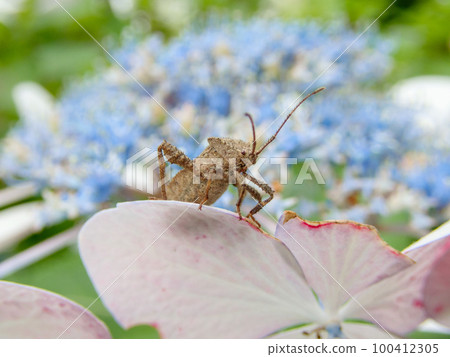stink bug on hydrangea 100412305