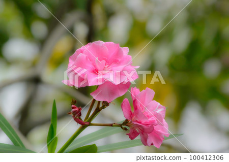 Flowers of Lychee 100412306