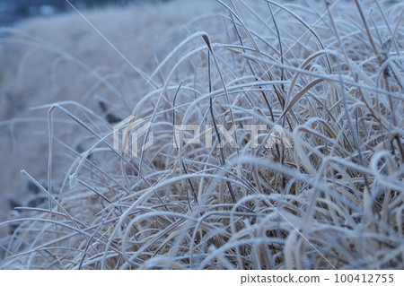 grass in a footpath between frosted rice fields grass in a footpath between frosted rice fields 100412755
