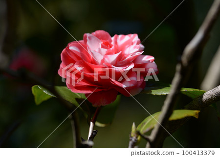 Kagoshima Camellia Flower Kagoshima Camellia Flower 100413379
