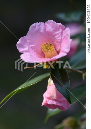 Tosa Uraku Camellia Flower 100413401