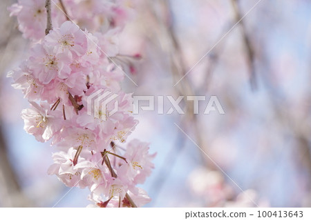 Cherry Blossoms Cherry Blossoms 100413643