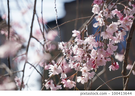 Cherry Blossoms Cherry Blossoms 100413644