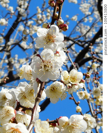 梅花白加賀單花白花 100413800