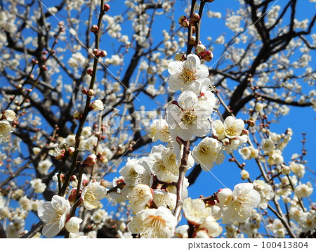 梅花白加賀單花白花 100413804