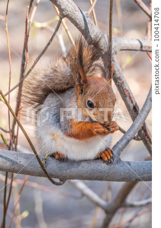 The squirrel with nut sits on a branches in the spring or summer. The squirrel with nut sits on a branches in the spring or summer. 100414708
