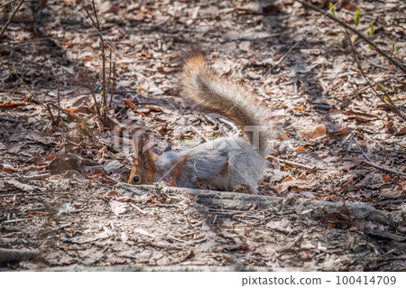 Squirrel in autumn or spring hides nuts on the green grass with fallen yellow leaves Squirrel in autumn or spring hides nuts on the green grass with fallen yellow leaves 100414709